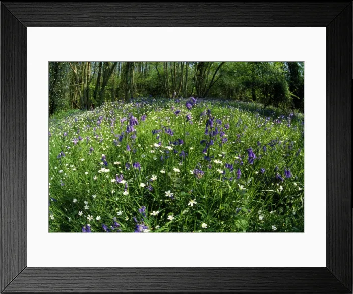 Framed Print : Picture No. 10856019 Framed Print : Picture No. 10856019