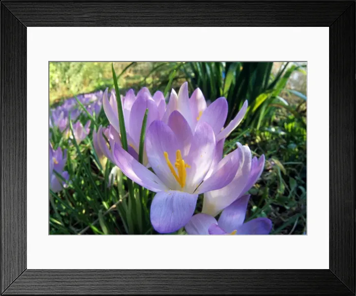 Framed Print : Picture No. 10856036 Framed Print : Picture No. 10856036
