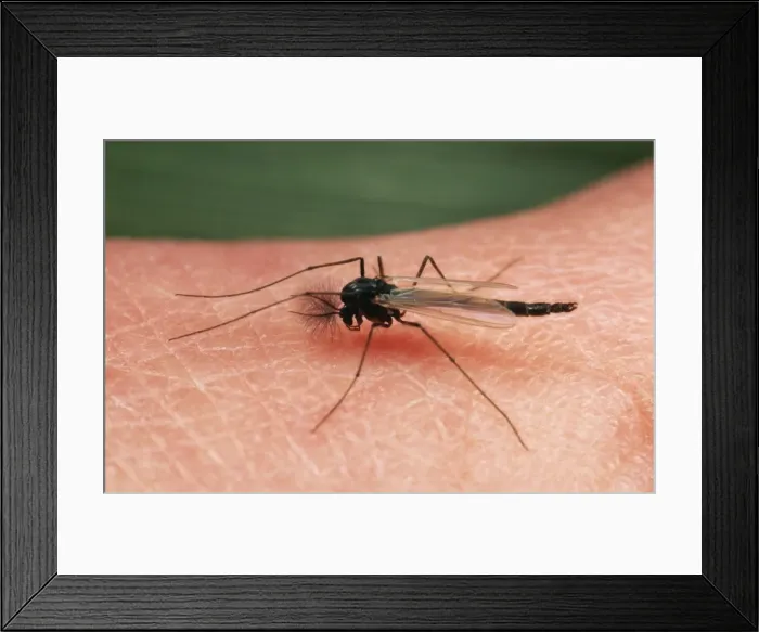 Framed Print : Picture No. 10856093 Framed Print : Picture No. 10856093