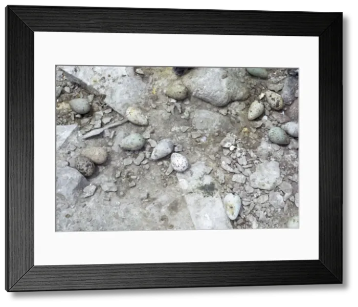 Framed Print : Picture No. 10856129 Framed Print : Picture No. 10856129
