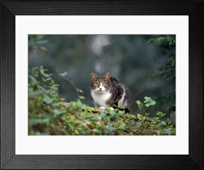 Framed Print : Picture No. 10856059 Framed Print : Picture No. 10856059