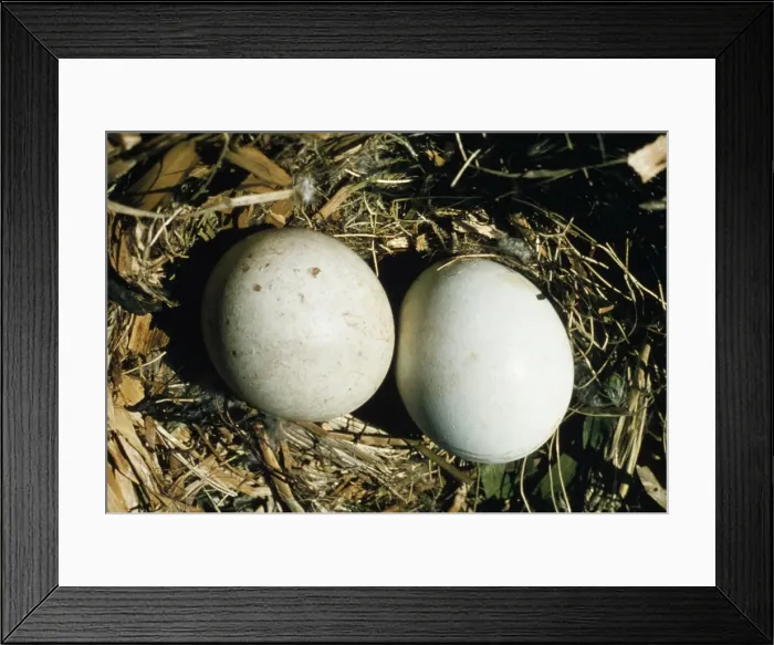 Framed Print : Picture No. 10856136 Framed Print : Picture No. 10856136