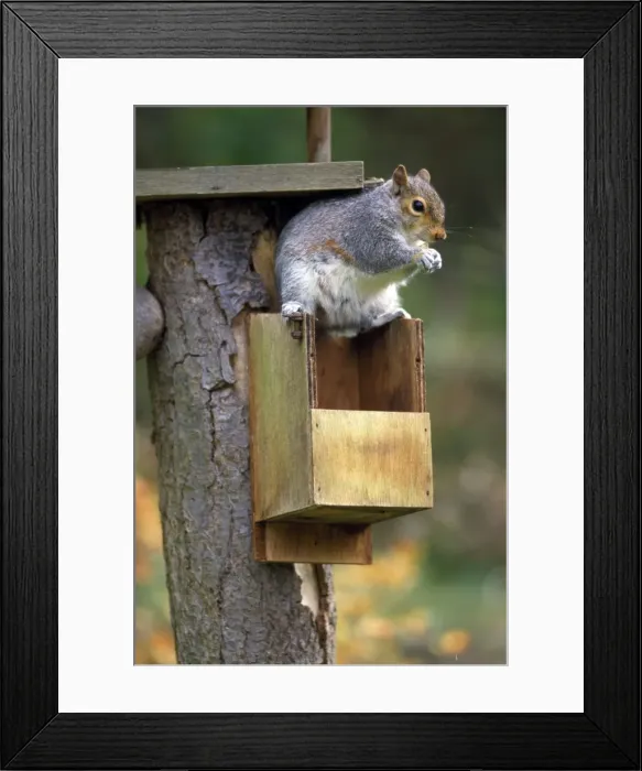 Framed Print : Picture No. 10856064 Framed Print : Picture No. 10856064