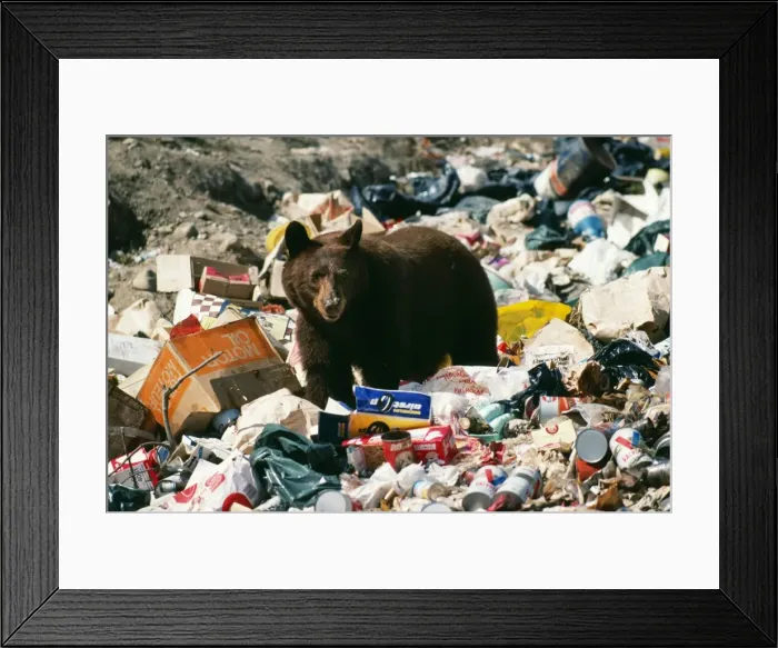 Framed Print : Picture No. 10856158
