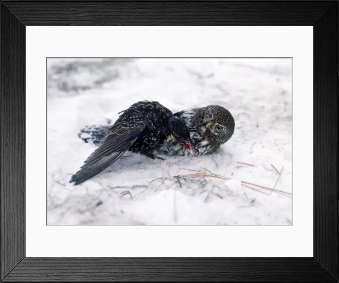 Framed Print : Picture No. 10856176 Framed Print : Picture No. 10856176