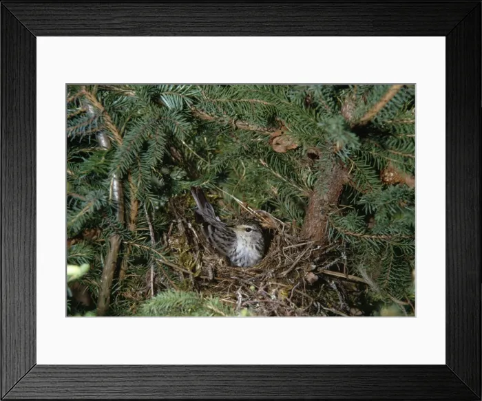 Framed Print : Picture No. 10856130 Framed Print : Picture No. 10856130