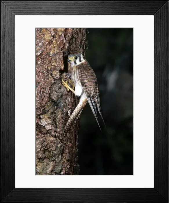 Framed Print : Picture No. 10856166 Framed Print : Picture No. 10856166