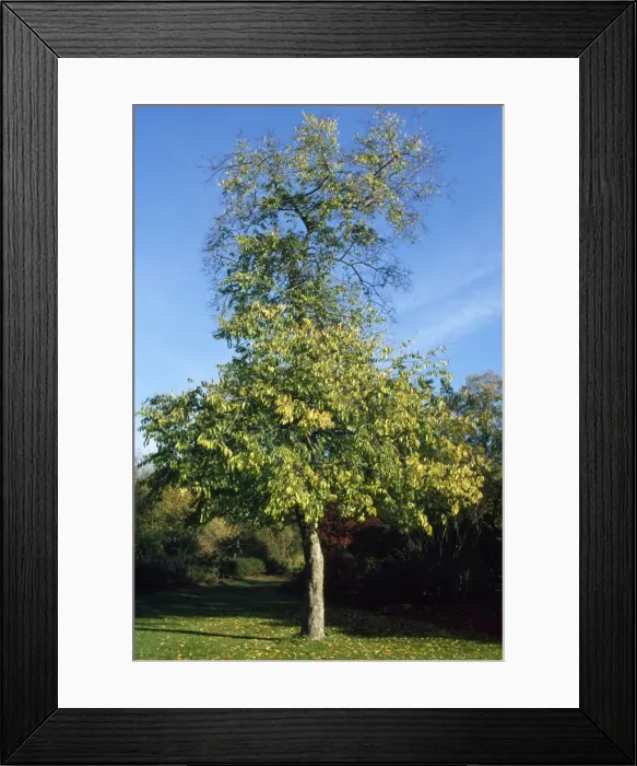 Framed Print : Picture No. 10856214 Framed Print : Picture No. 10856214