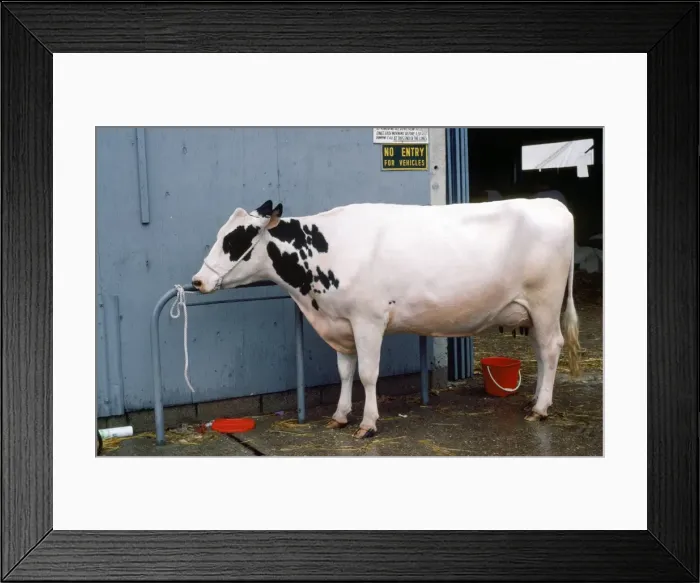 Framed Print : Picture No. 10856219 Framed Print : Picture No. 10856219