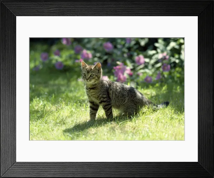 Framed Print : Picture No. 10856211 Framed Print : Picture No. 10856211