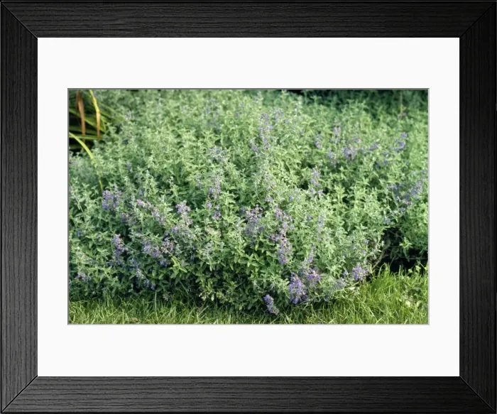 Framed Print : Picture No. 10856221 Framed Print : Picture No. 10856221