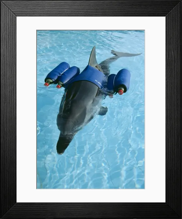 Framed Print : Picture No. 10856254 Framed Print : Picture No. 10856254
