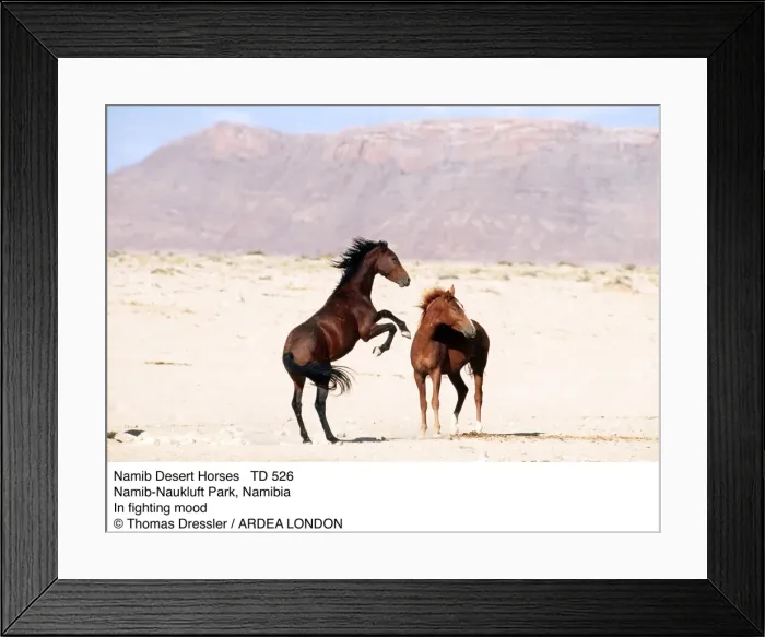 Framed Print : Picture No. 10856267 Framed Print : Picture No. 10856267