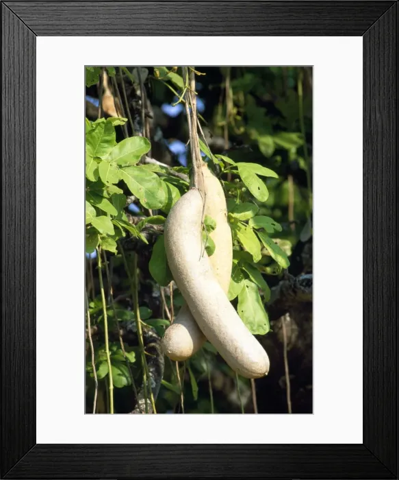 Framed Print : Picture No. 10856266 Framed Print : Picture No. 10856266