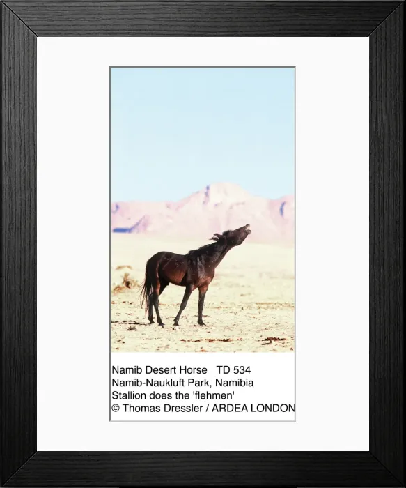 Framed Print : Picture No. 10856268 Framed Print : Picture No. 10856268