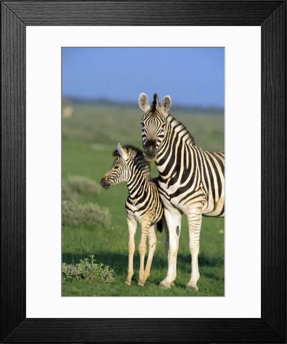 Framed Print : Picture No. 10856269 Framed Print : Picture No. 10856269
