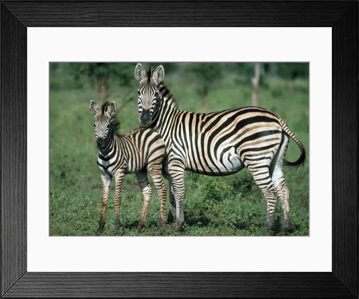 Framed Print : Picture No. 10856270 Framed Print : Picture No. 10856270