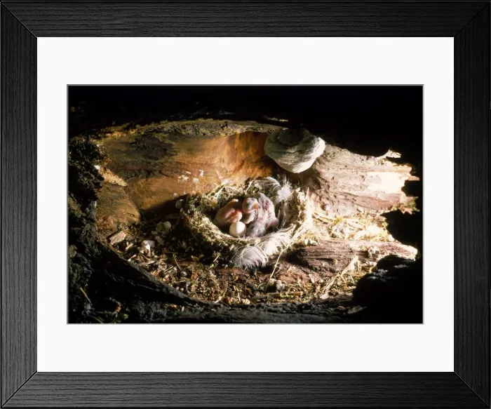 Framed Print : Picture No. 10856312 Framed Print : Picture No. 10856312