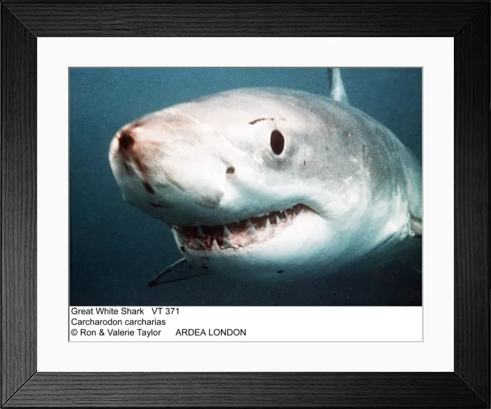 Framed Print : Picture No. 10856338 Framed Print : Picture No. 10856338