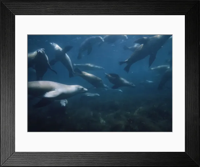 Framed Print : Picture No. 10856339 Framed Print : Picture No. 10856339