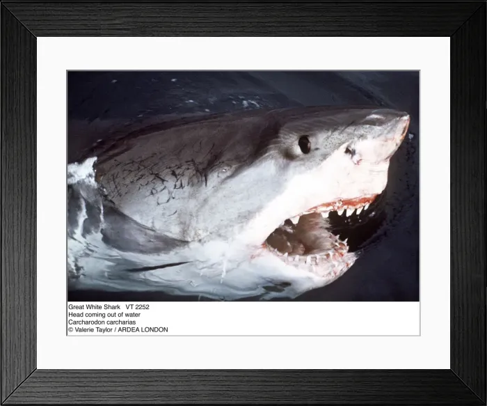Framed Print : Picture No. 10856341 Framed Print : Picture No. 10856341
