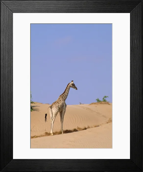 Framed Print : Picture No. 10856273 Framed Print : Picture No. 10856273