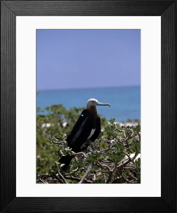 Framed Print : Picture No. 10856342 Framed Print : Picture No. 10856342