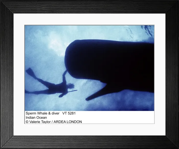 Framed Print : Picture No. 10856344 Framed Print : Picture No. 10856344
