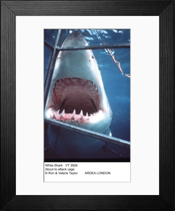 Framed Print : Picture No. 10856343