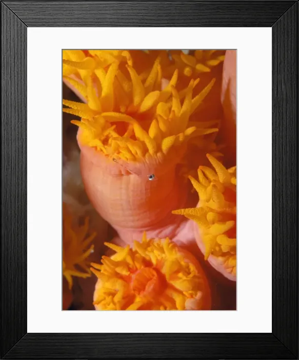 Framed Print : Picture No. 10856340 Framed Print : Picture No. 10856340