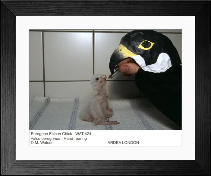 Framed Print : Picture No. 10856361 Framed Print : Picture No. 10856361