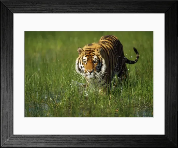 Framed Print : Picture No. 10856362 Framed Print : Picture No. 10856362