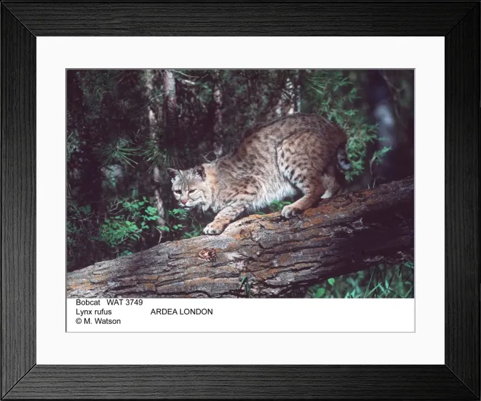 Framed Print : Picture No. 10856366 Framed Print : Picture No. 10856366
