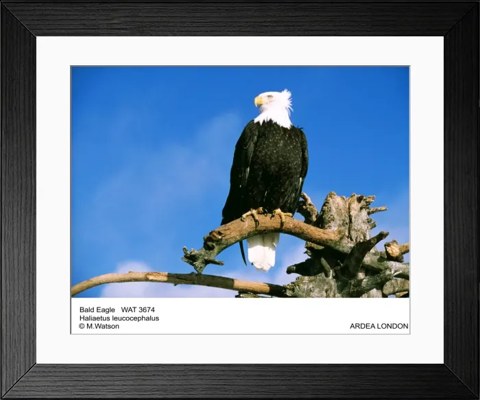 Framed Print : Picture No. 10856365 Framed Print : Picture No. 10856365