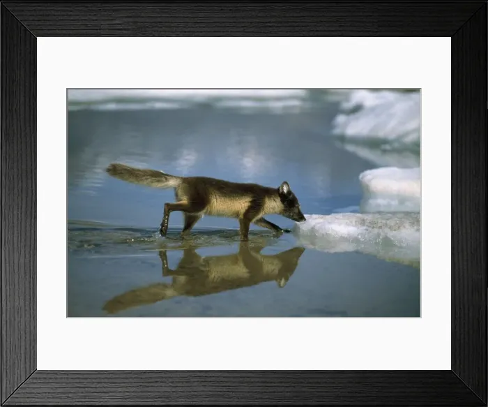 Framed Print : Picture No. 10856360 Framed Print : Picture No. 10856360