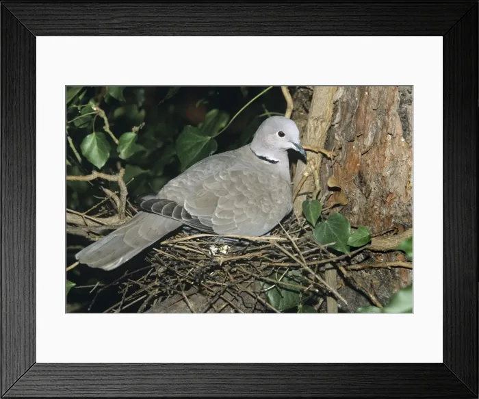 Framed Print : Picture No. 10856367 Framed Print : Picture No. 10856367