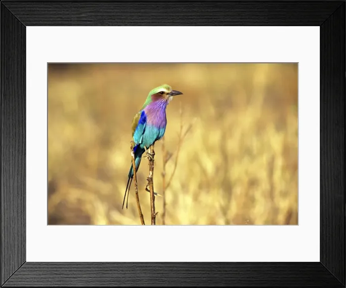 Framed Print : Picture No. 10856364 Framed Print : Picture No. 10856364