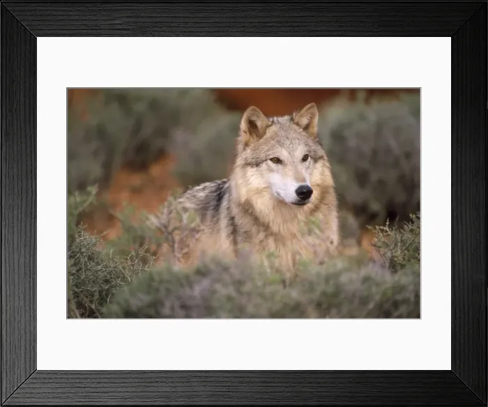 Framed Print : Picture No. 10856373 Framed Print : Picture No. 10856373