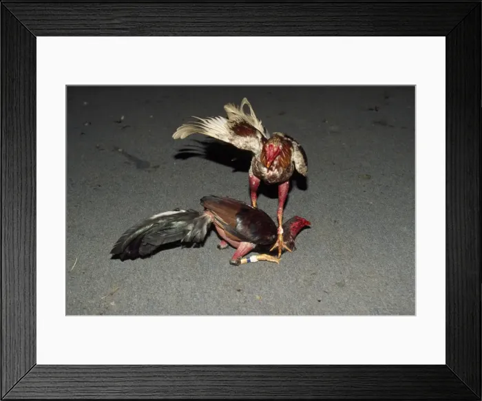 Framed Print : Picture No. 10856363