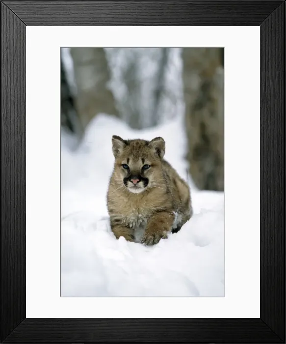 Framed Print : Picture No. 10856374 Framed Print : Picture No. 10856374