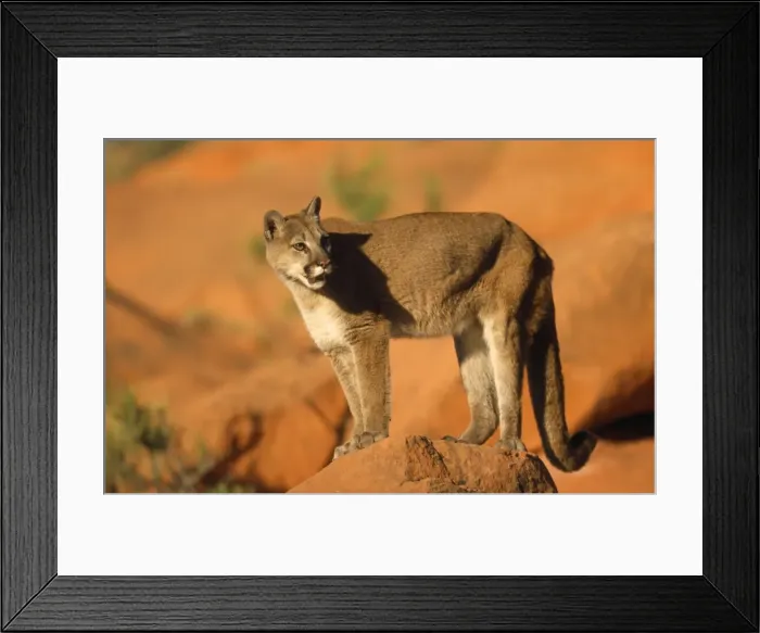 Framed Print : Picture No. 10856371 Framed Print : Picture No. 10856371