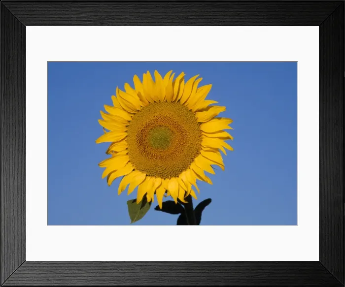 Framed Print : Picture No. 10856370 Framed Print : Picture No. 10856370