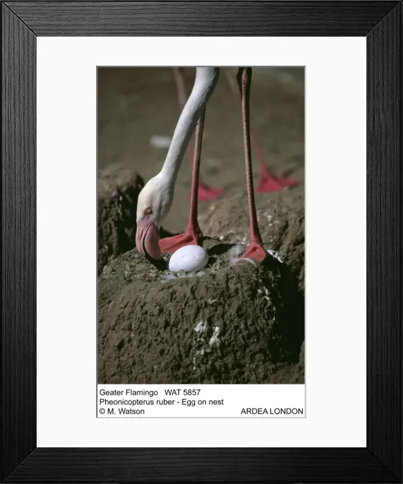 Framed Print : Picture No. 10856379 Framed Print : Picture No. 10856379