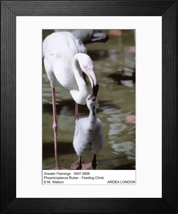 Framed Print : Picture No. 10856378 Framed Print : Picture No. 10856378