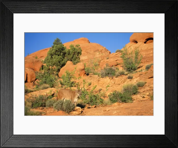 Framed Print : Picture No. 10856372 Framed Print : Picture No. 10856372
