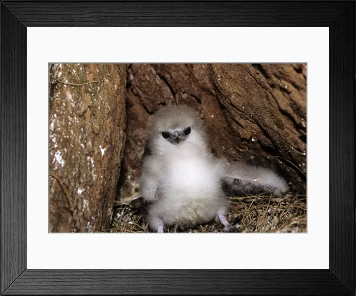 Framed Print : Picture No. 10856377 Framed Print : Picture No. 10856377