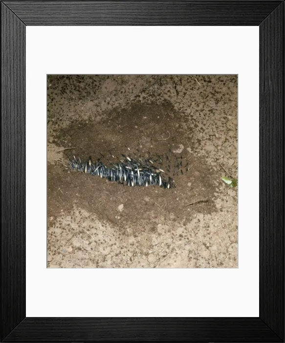 Framed Print : Picture No. 10856414 Framed Print : Picture No. 10856414