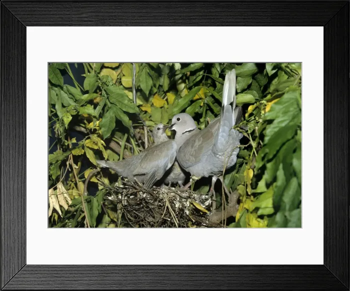 Framed Print : Picture No. 10856376 Framed Print : Picture No. 10856376