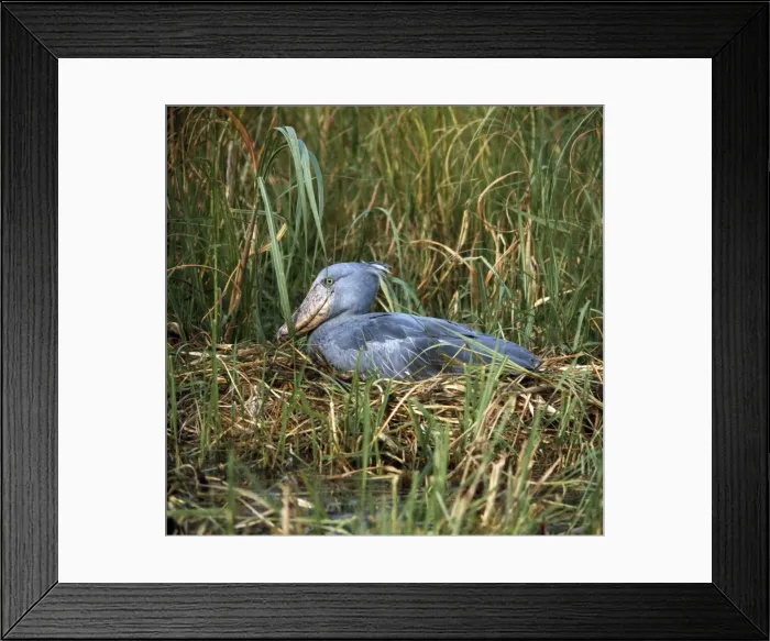 Framed Print : Picture No. 10856401 Framed Print : Picture No. 10856401