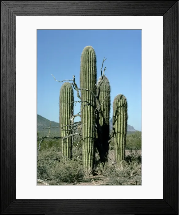 Framed Print : Picture No. 10856442 Framed Print : Picture No. 10856442